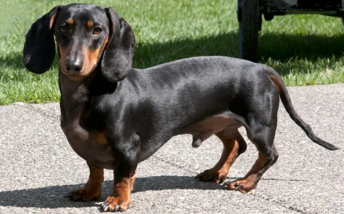 강아지 디스크, 수술만 답일까? 초기 증상·관리·예방법 총정리