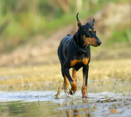 도베르만 성격, 털빠짐 질병 등 완벽 정리