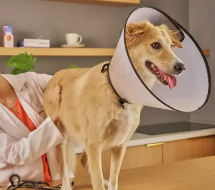 강아지 다리 경련 떨림 vs 발작 위험 이유 5가지와 관리법