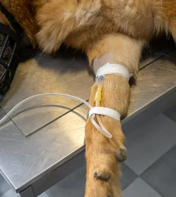 강아지 절뚝거림 슬개골 탈구 500만 원 수술비 막는 예방법