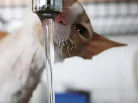 고양이 신부전 증상과 원인 놓치기 쉬운 신호들 총정리