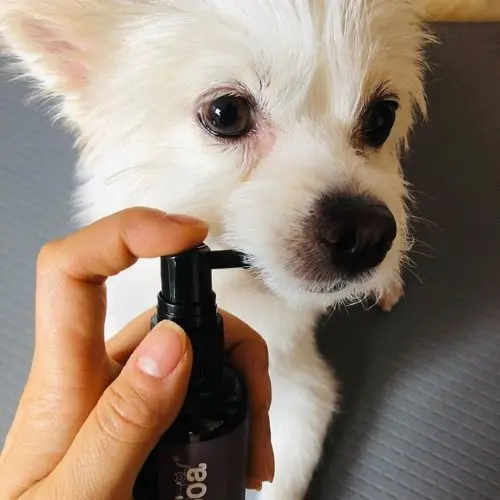 강아지 입냄새 원인과 제거 방법