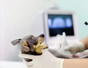 KB 펫보험 강아지 보험 동물등록증 할인 후기