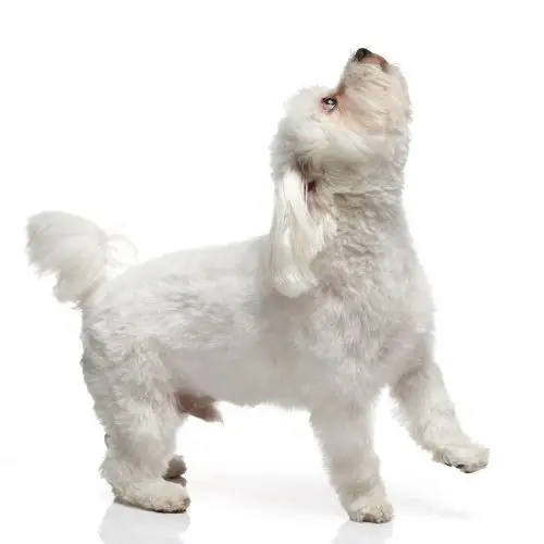 말티즈의 수명, 성격, 특징, 장단점