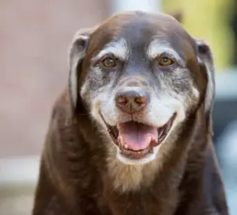 강아지 나이 계산법