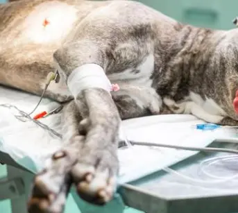 강아지 십자인대 파열 증상, 수술비 총정리