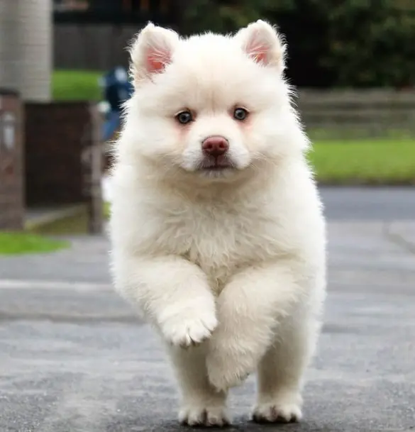 강아지 다리 절뚝? 보호자가 꼭 알아야 할 5가지 이유와 대처법