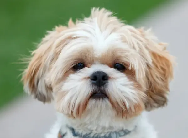 오래 사는 강아지 품종 TOP 7과 장수 비결