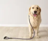 강아지 중성화 수술 후 관리법 [금식, 산책, 목욕]