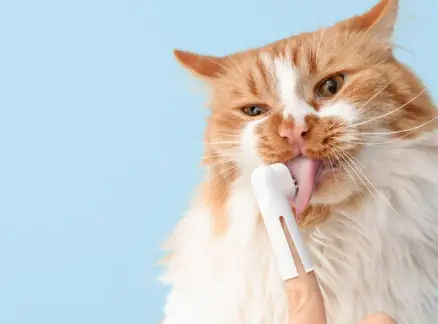 고양이 잇몸 부음 치은염 원인 증상 및 치료 후기