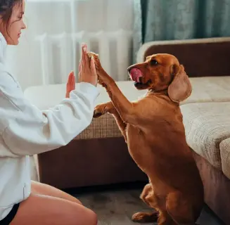 강아지 사람 좋아하는 이유, 유전자 변형 때문이라고?!