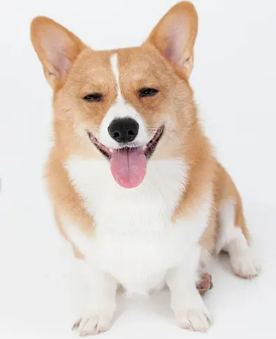 귀여운 견종 추천과 강아지 인기 순위