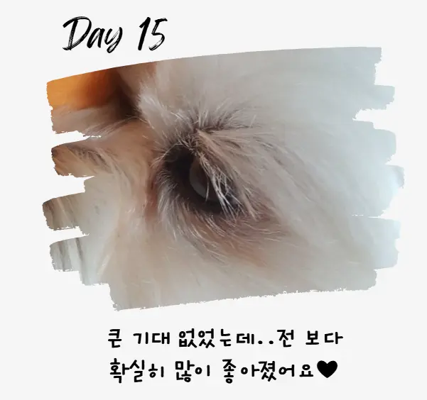 강아지 눈 주변 냄새, 왜 날까? 눈 영양제로 해결 방법까지