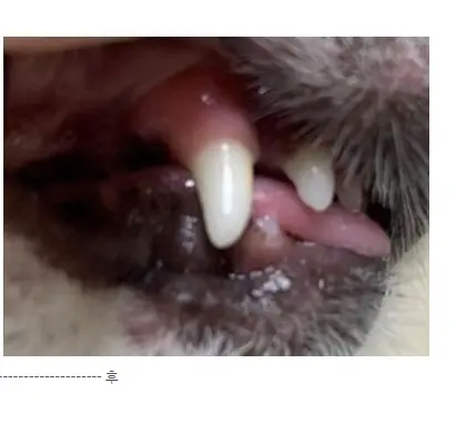 강아지 입냄새, 왜 생기고 어떻게 없앨까? 5가지 관리 팁