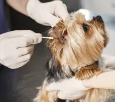 강아지 입양 전 필수 준비물 체크리스트 10가지