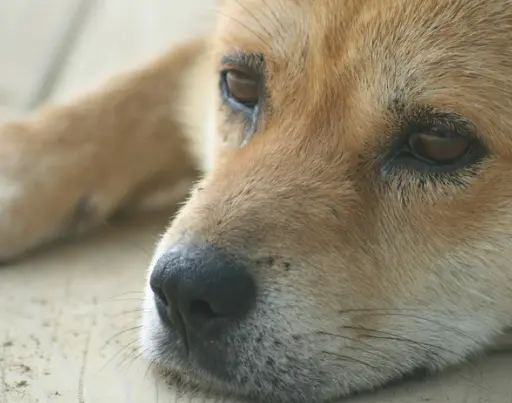 진돗개 입양 까다로울까? 성격, 수명, 특성 총정리