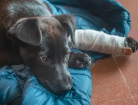 강아지 다리 절뚝거린다면? 이 글 놓치면 수술까지..